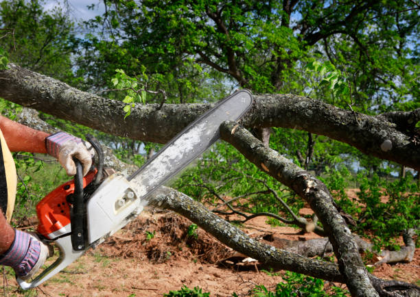 Best Stump Grinding Near Me  in Chanhassen, MN